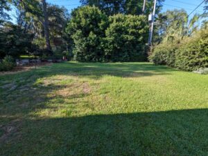A grassy backyard with patchy spots, surrounded by dense green bushes and trees under a clear blue sky.